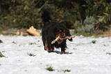 CAVALIER KING CHARLES 500